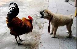 ���ﹷһҹҧ������900ֻ�u �u�C��©��Ҫ��p��؟(z��)��δ�@֧��